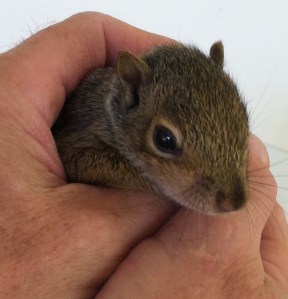 Bushy the squirrel 3